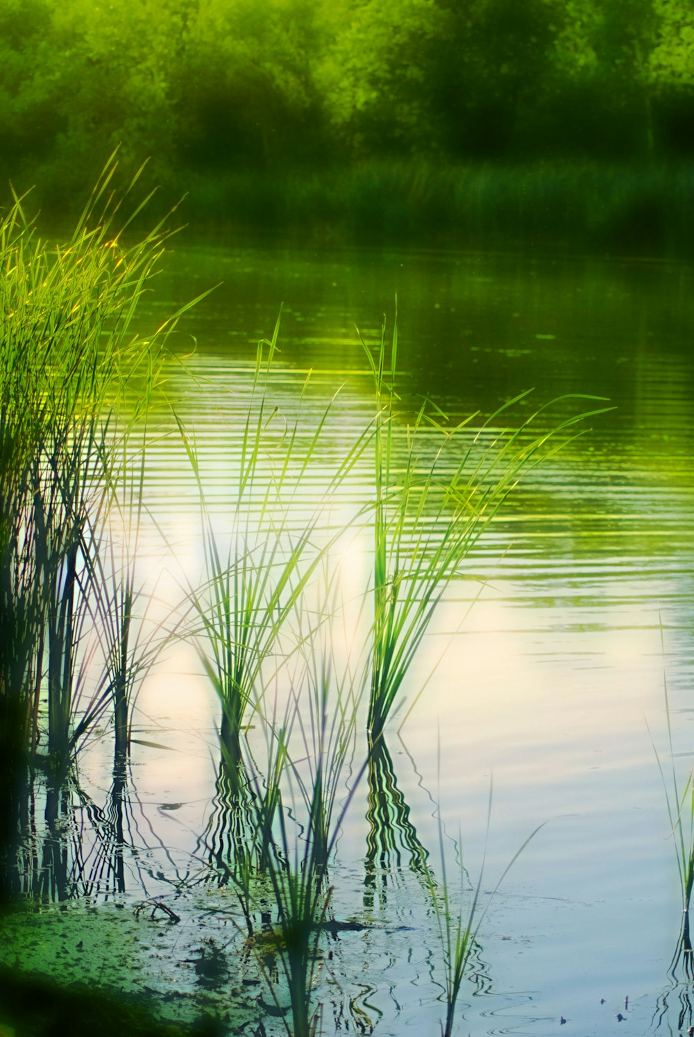 a body of water with plants growing in it