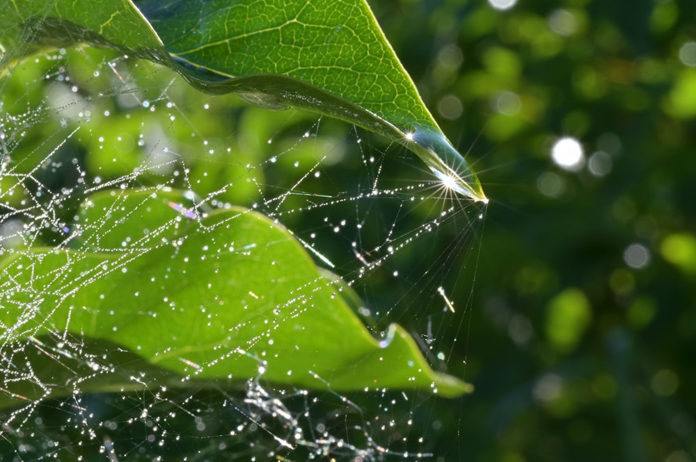 a close up of a leaf