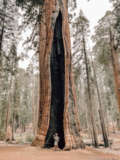 An illustration of a young adventurer standing beneath a towering ancient tree with glowing runes.