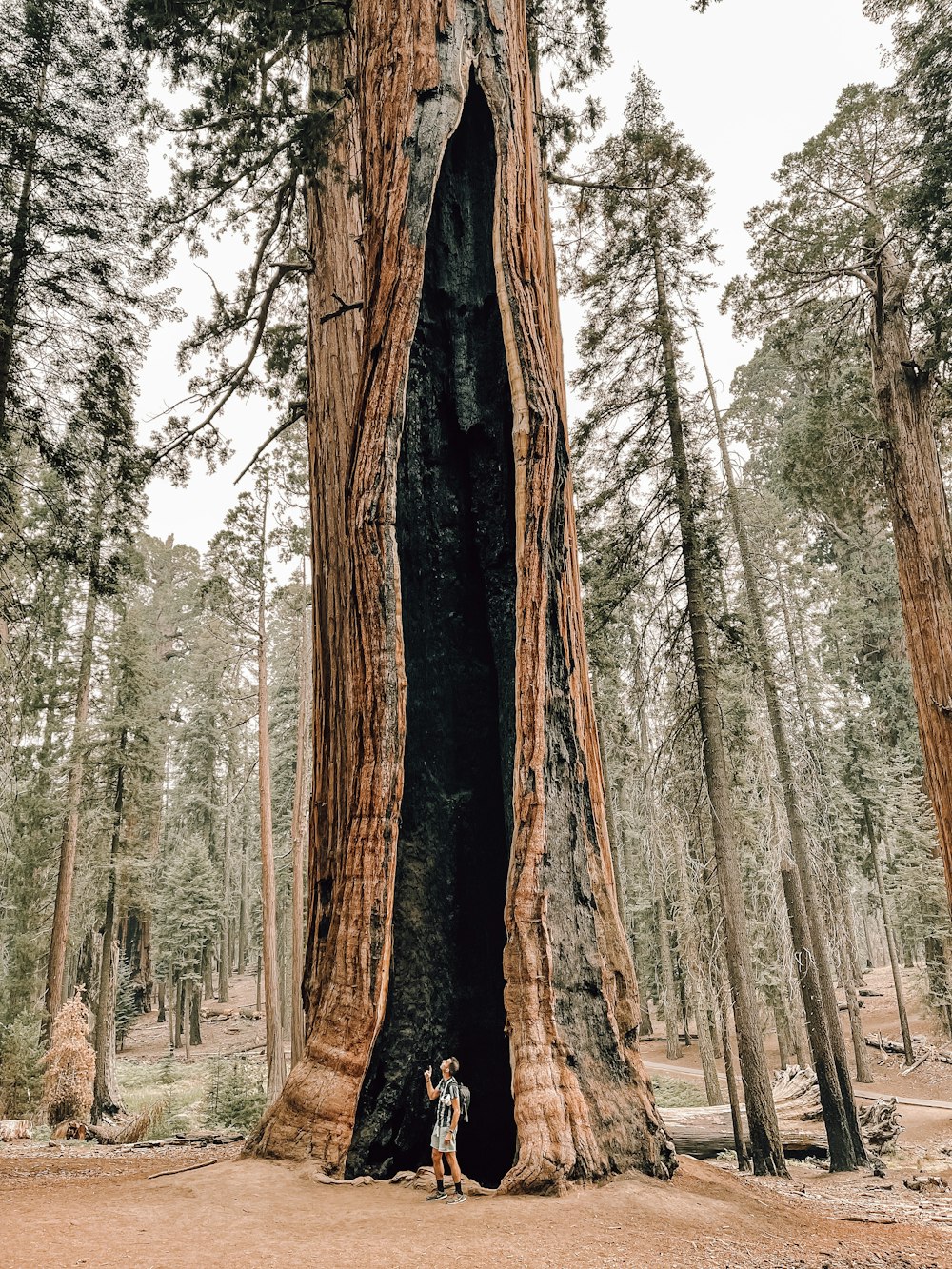 a person standing next to a large tree