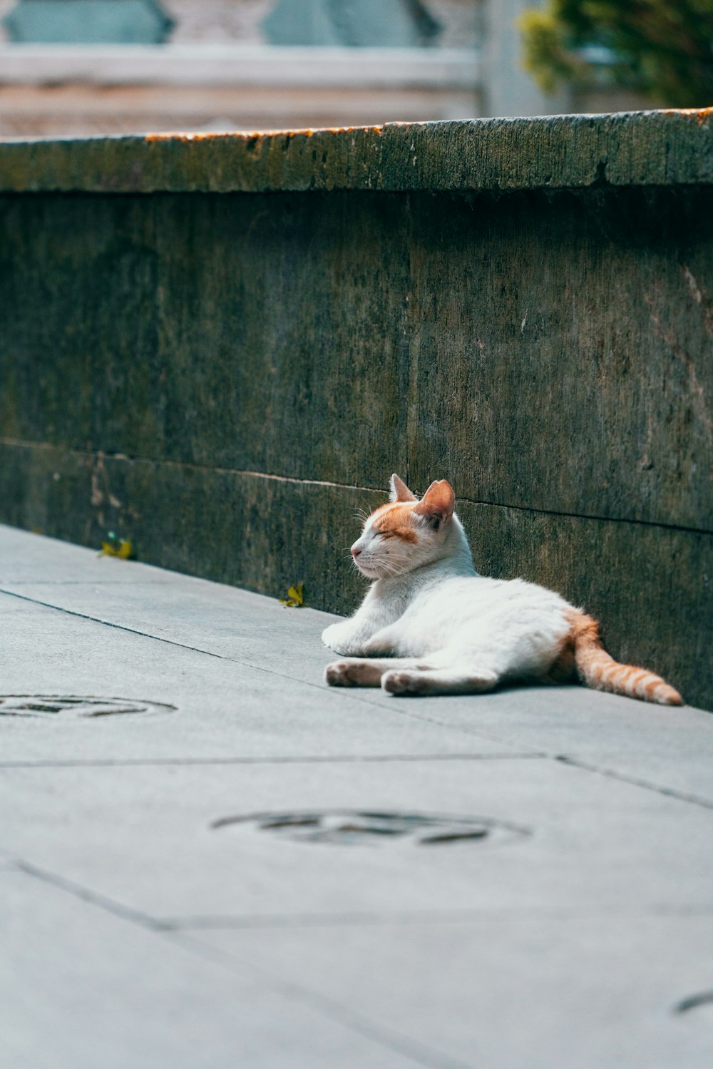 a cat lying on the ground