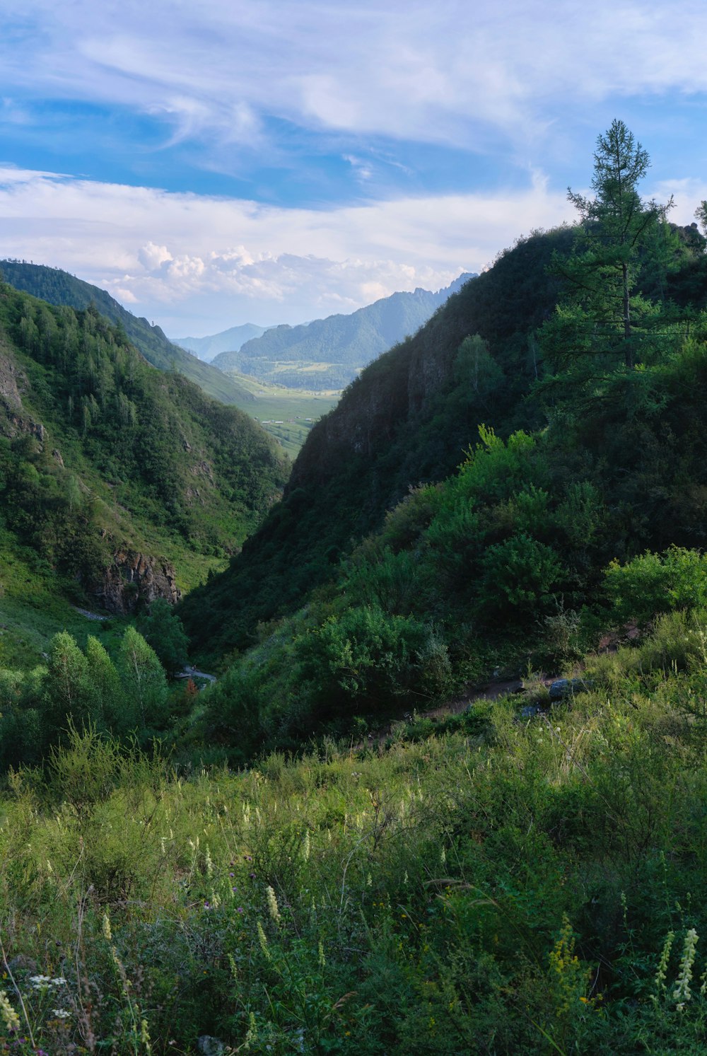 a valley with trees and mountains in the background