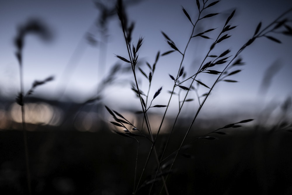 close up of a plant