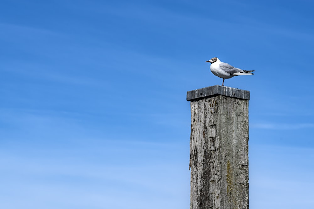 a bird on a post