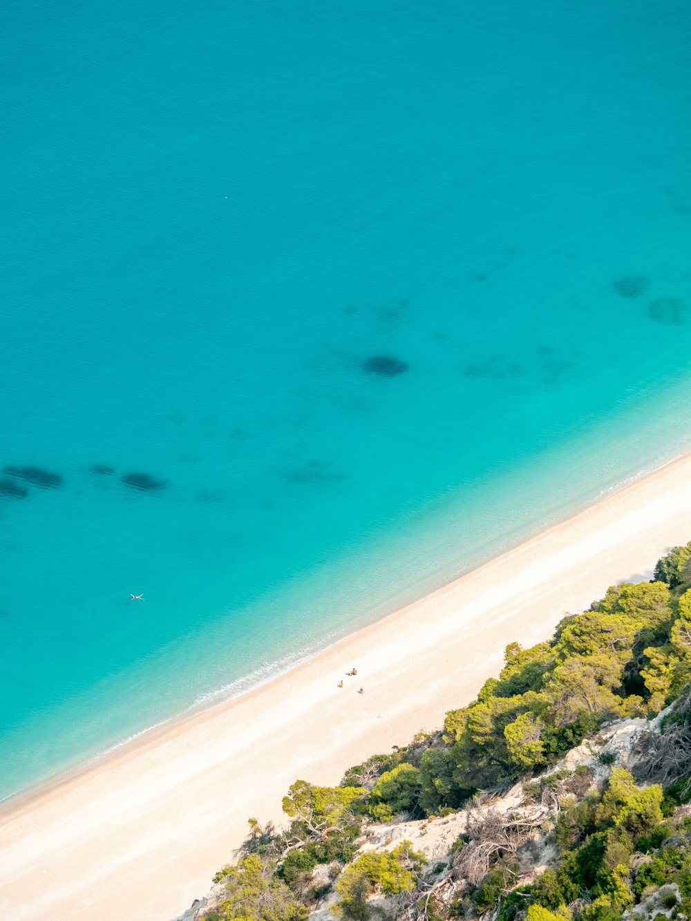 a beach with trees and rocks