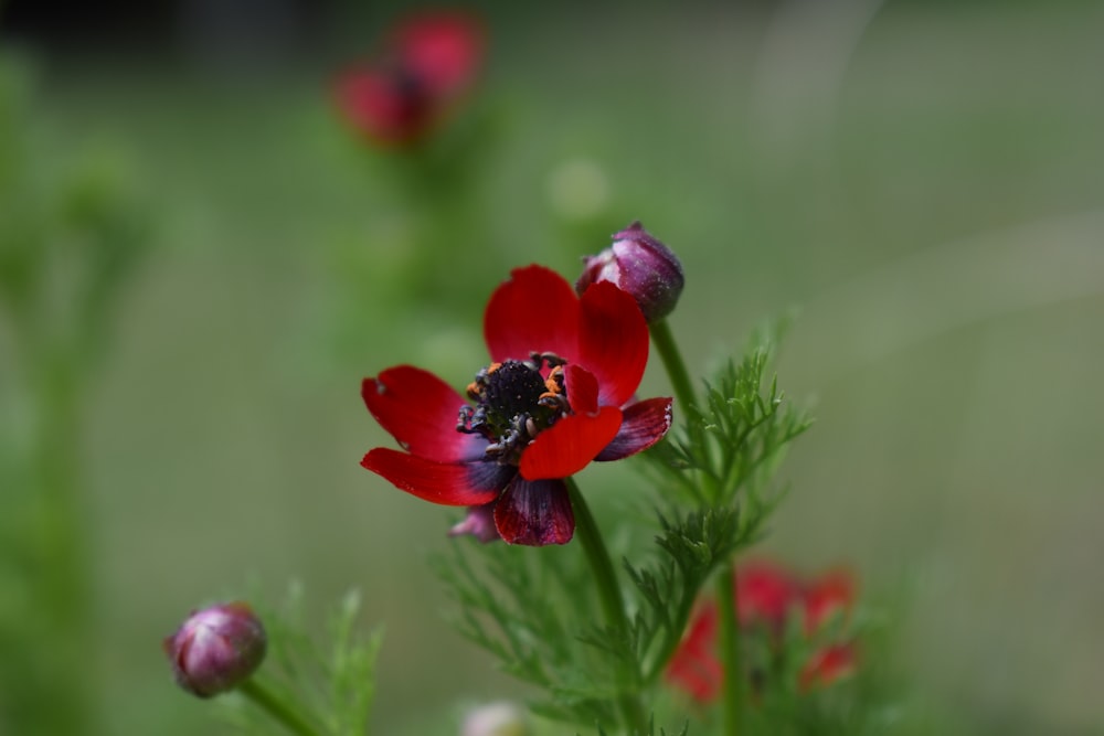 a bee on a red flower