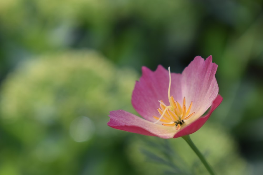 a close up of a flower