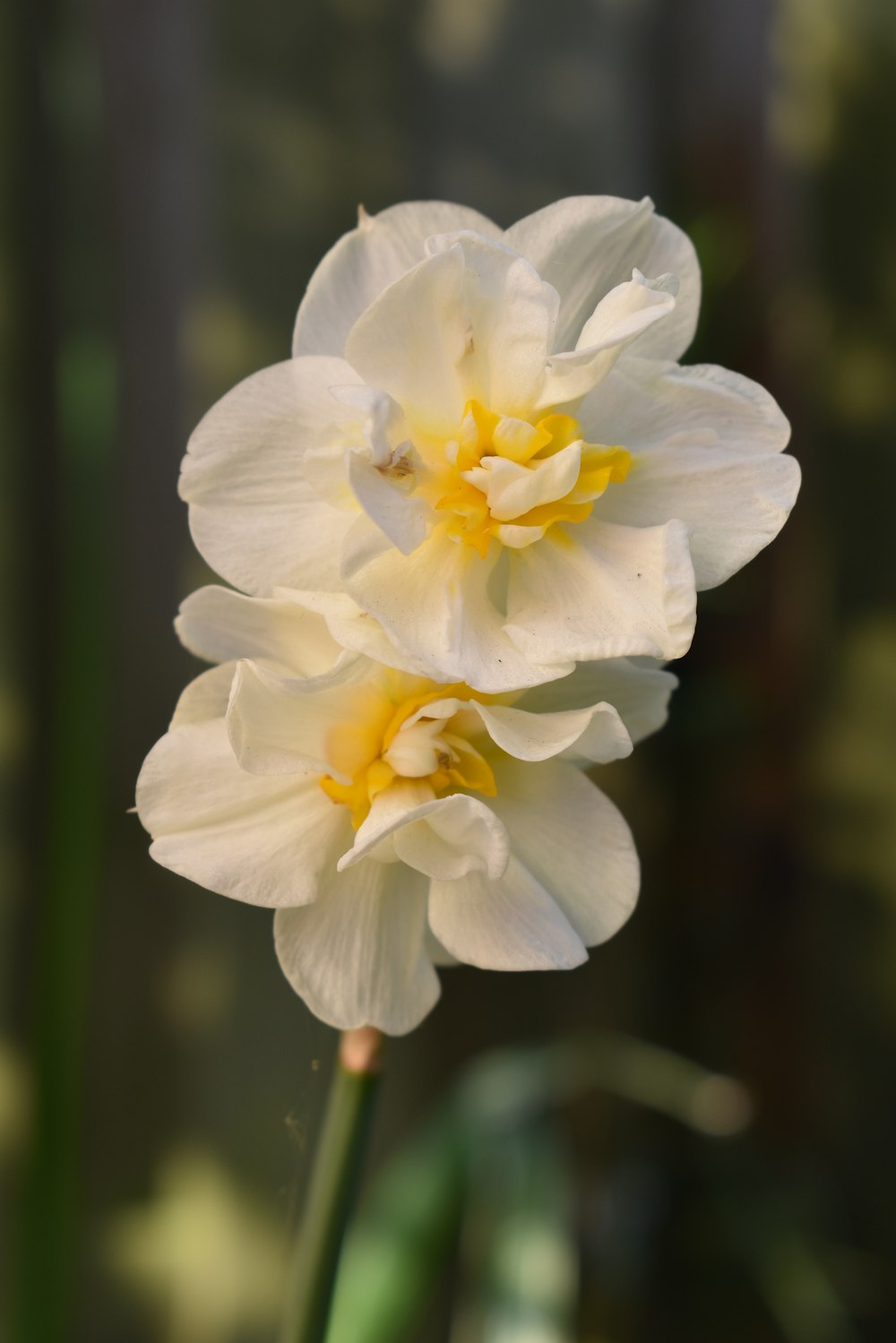 a close-up of some flowers