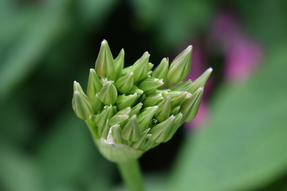 a close up of a flower