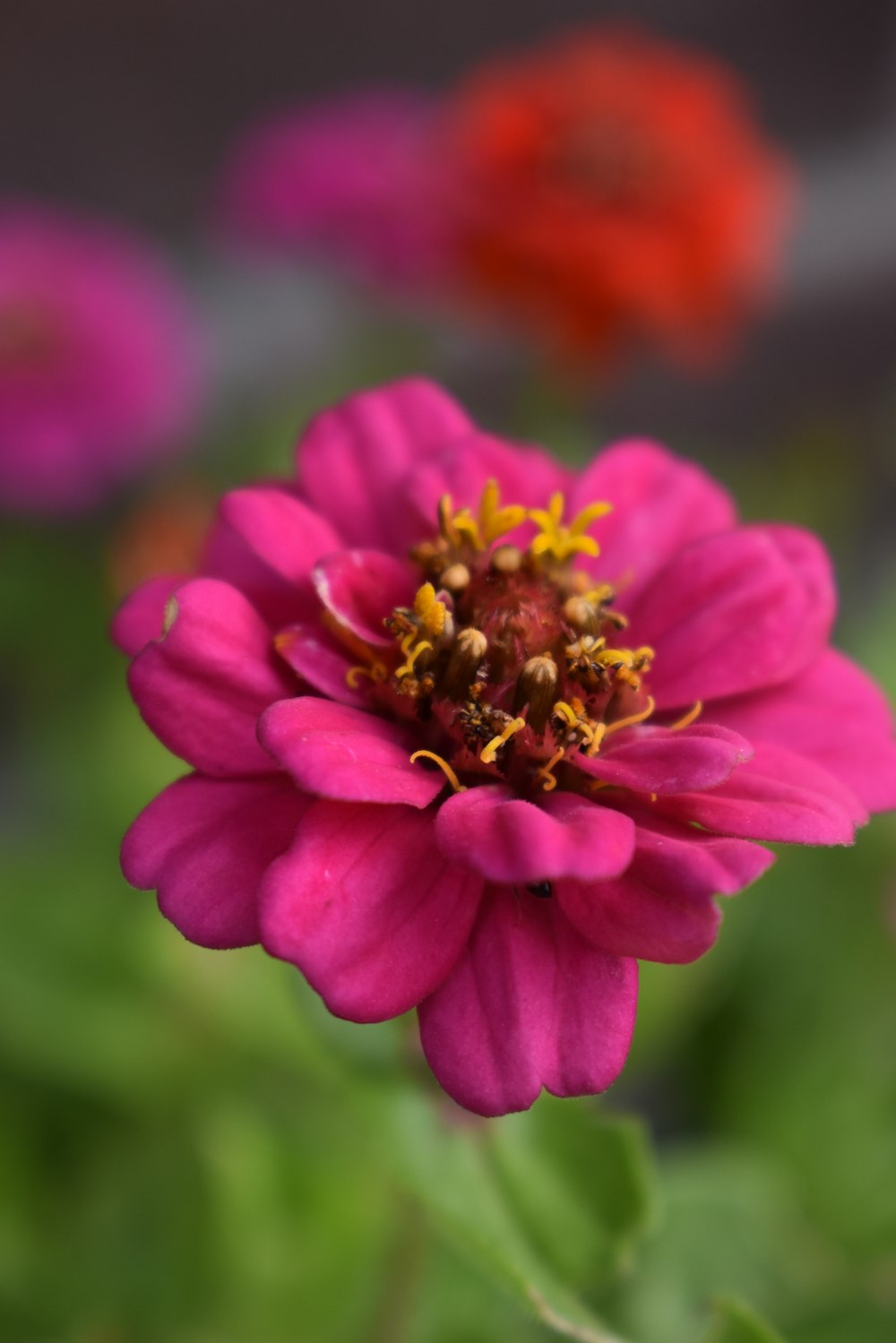 a close up of a flower