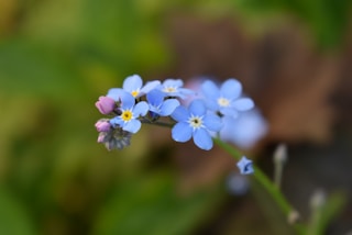 a close up of flowers