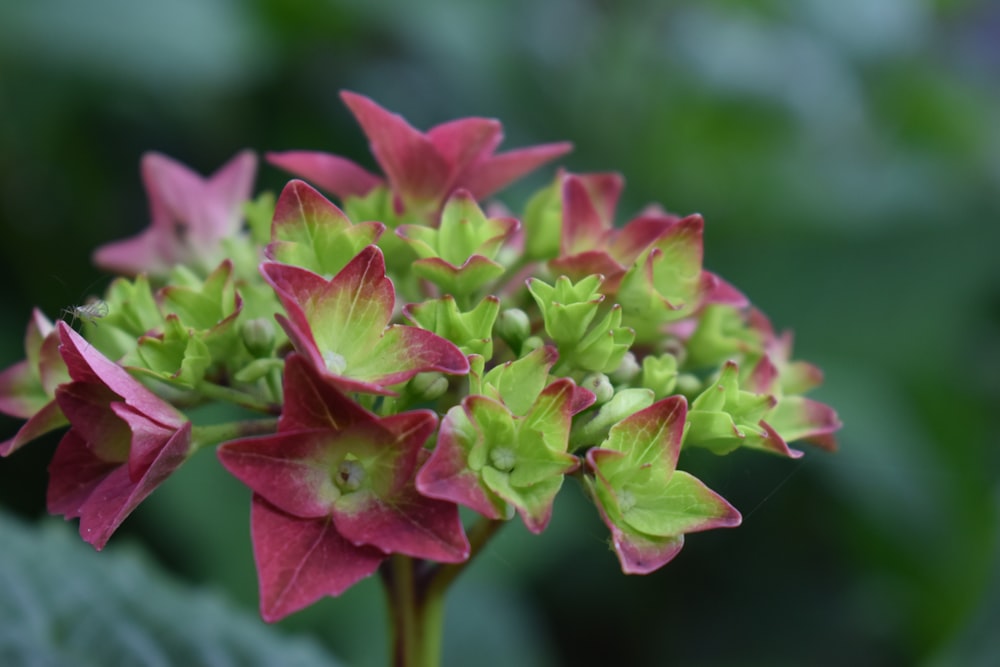 a close up of a plant