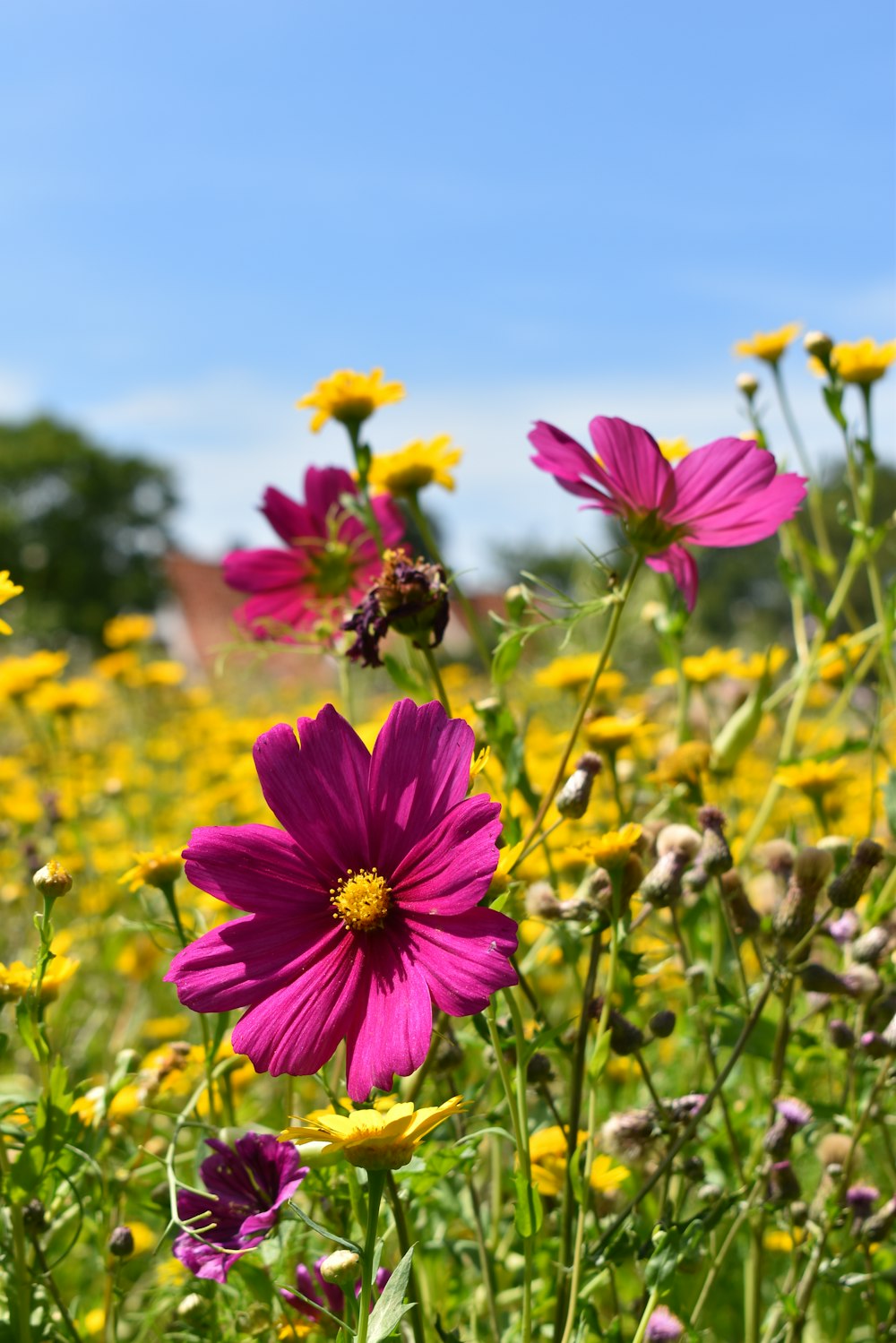 a group of flowers