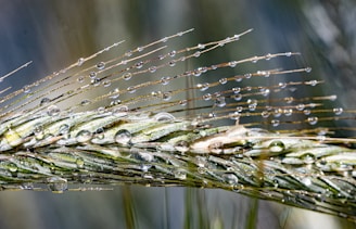 a close up of a leaf