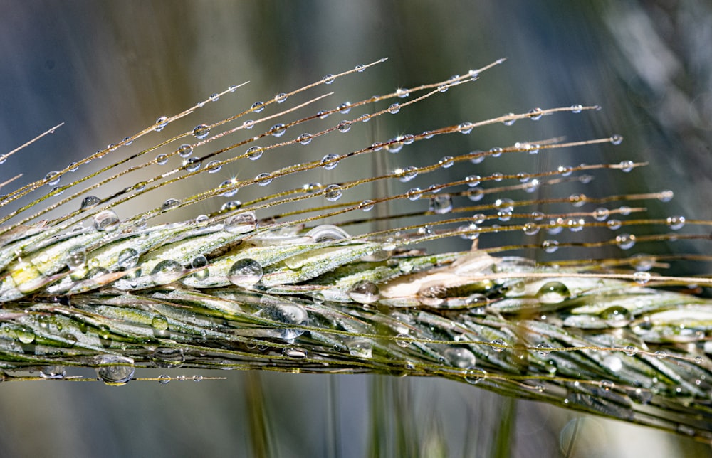 a close up of a leaf