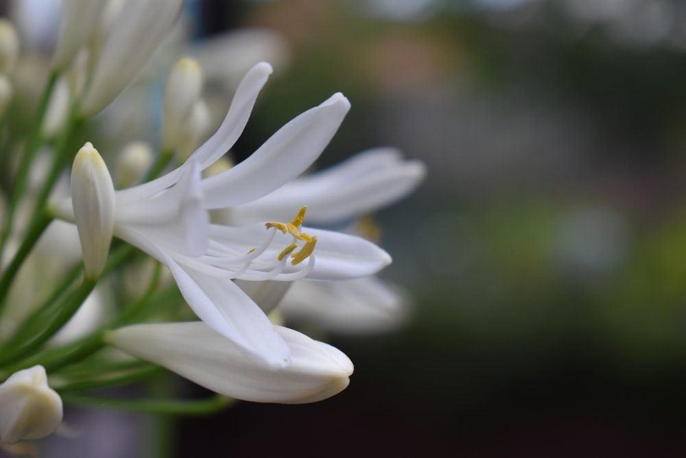 a white flower with a yellow center