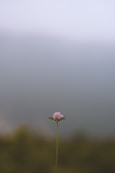 a single flower on a stem