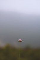 a single flower on a stem