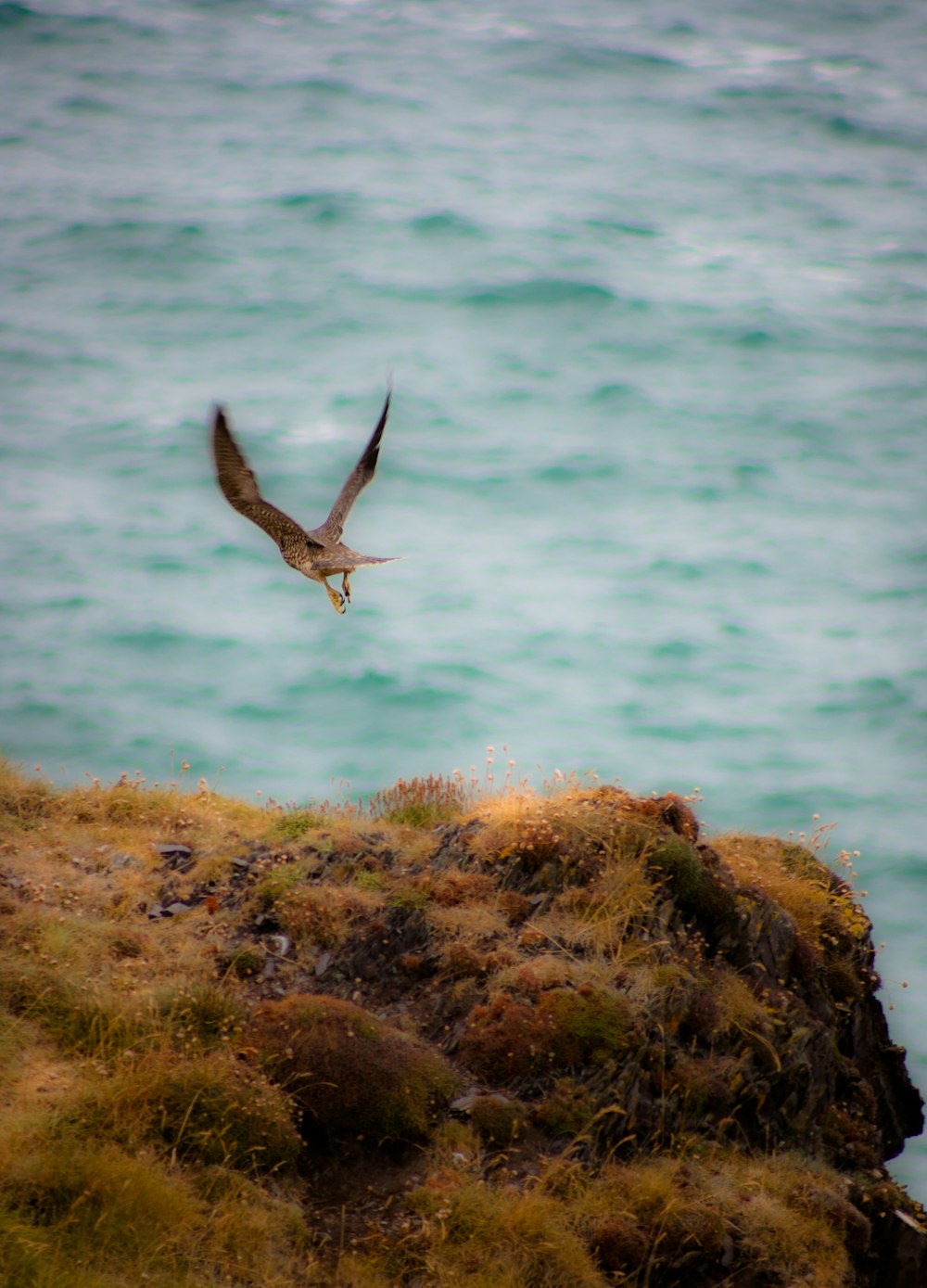 a bird flying over a beach