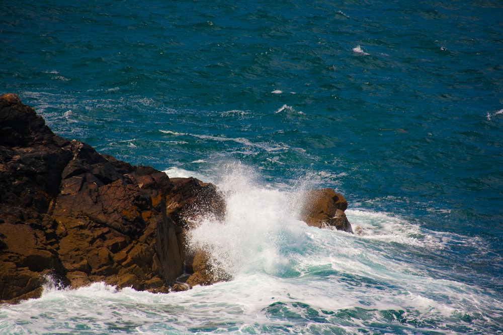 a dog swimming in the ocean