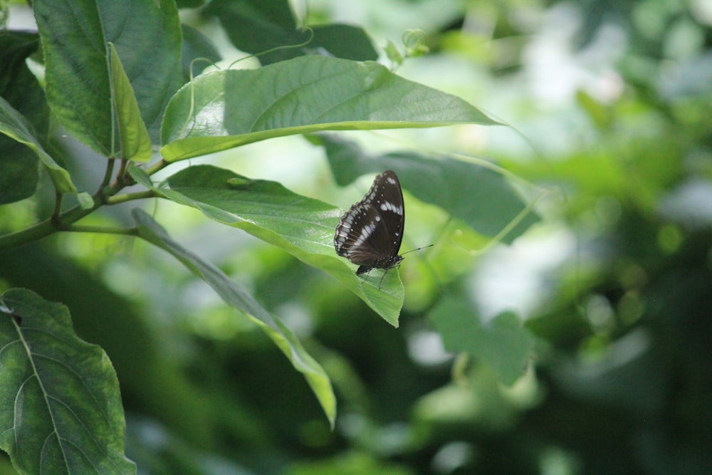 a butterfly on a leaf