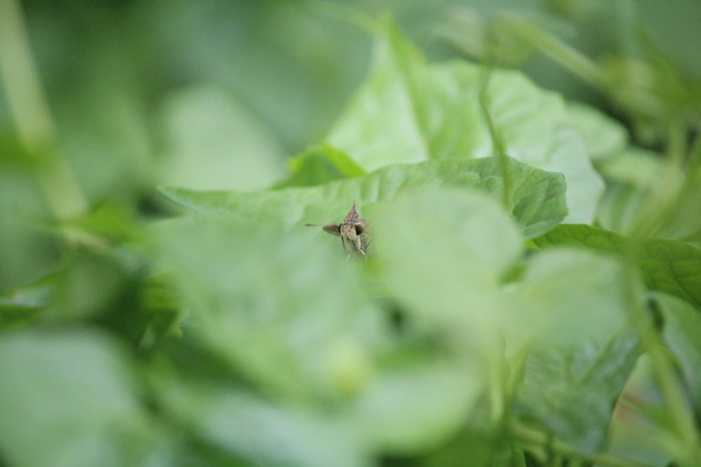 a small insect sitting on top of a green leaf