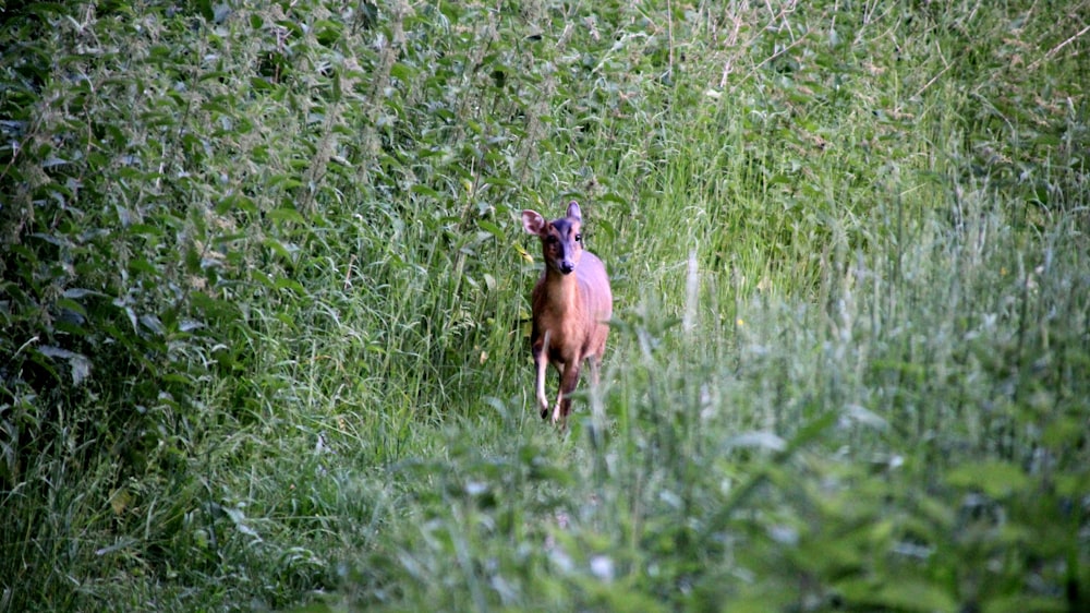 a dog in a field