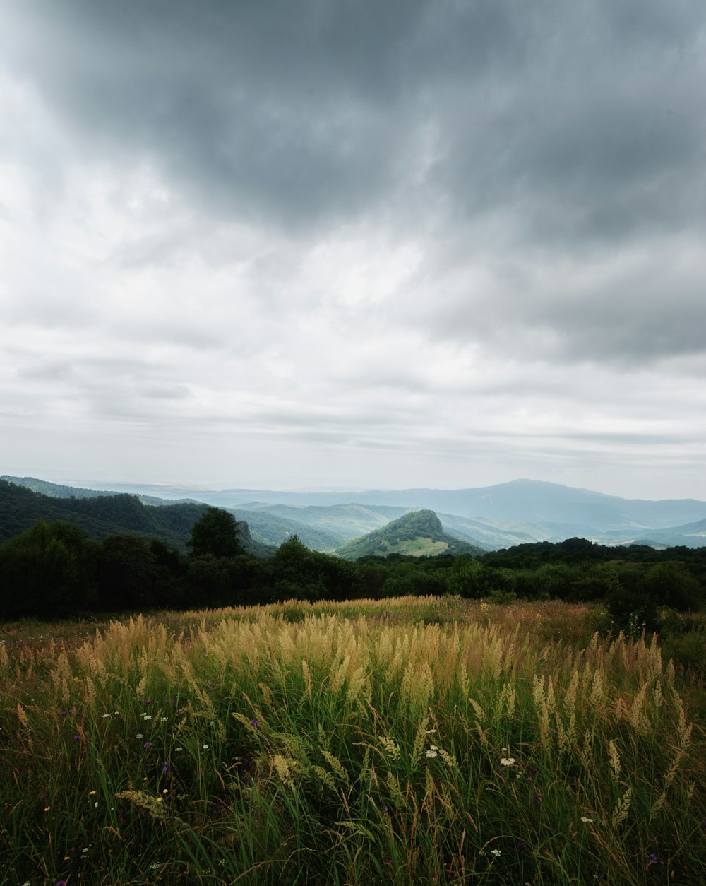 a grassy field with trees and mountains in the background