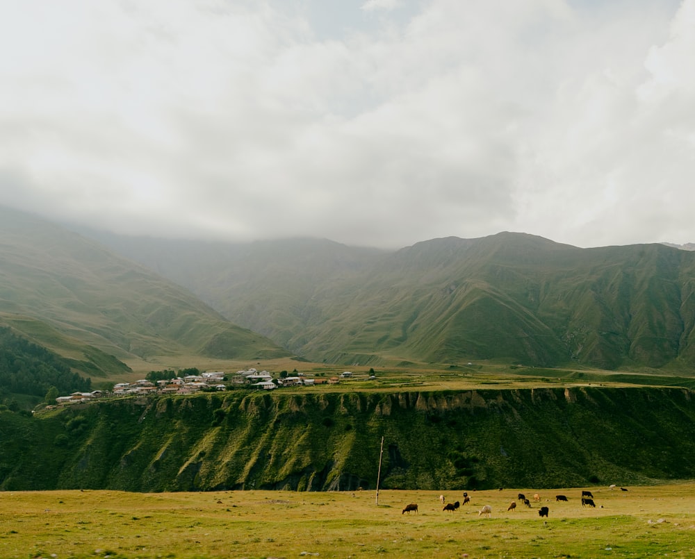 a group of animals stand in a field