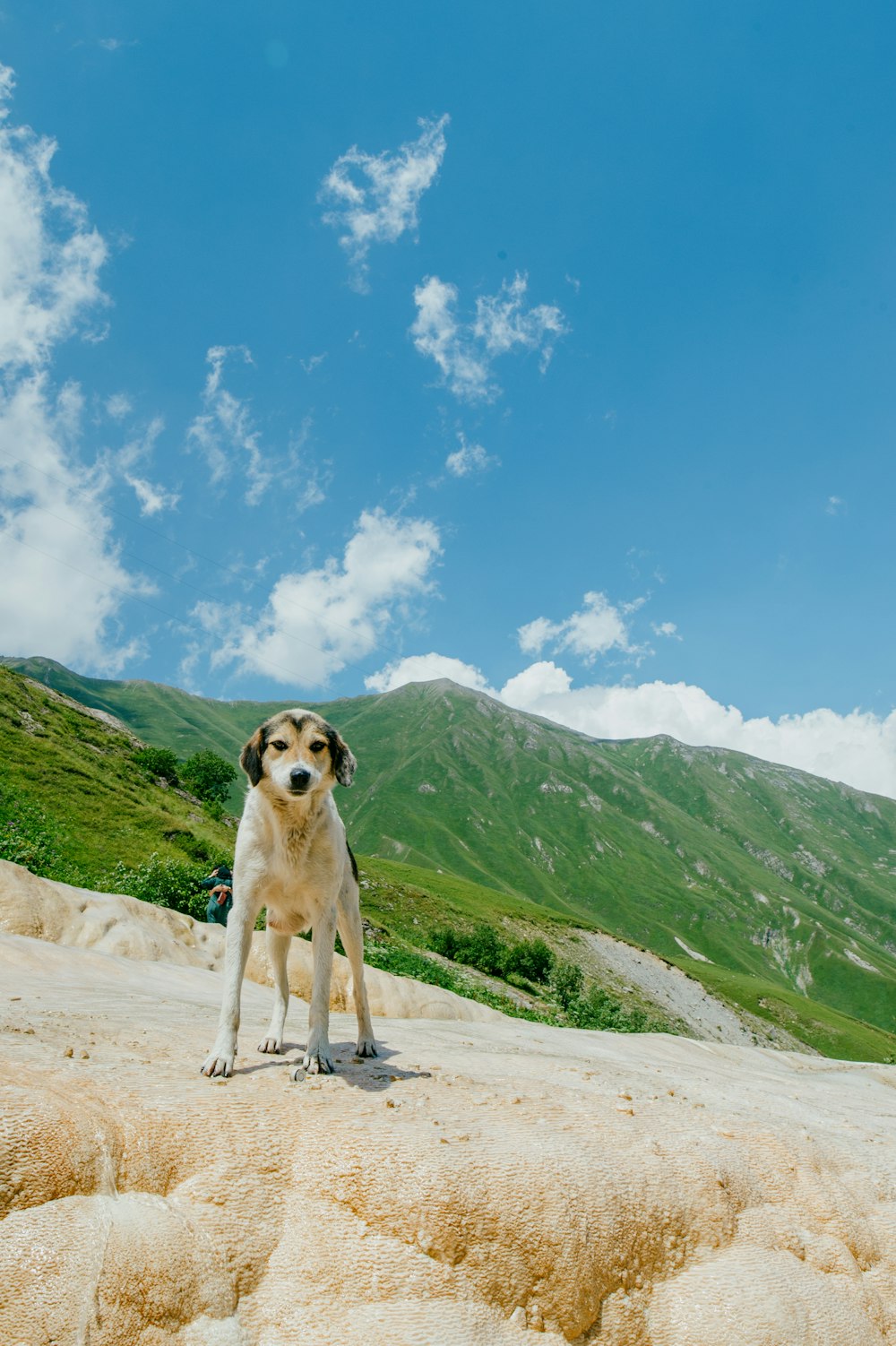 a dog standing on a sandy beach