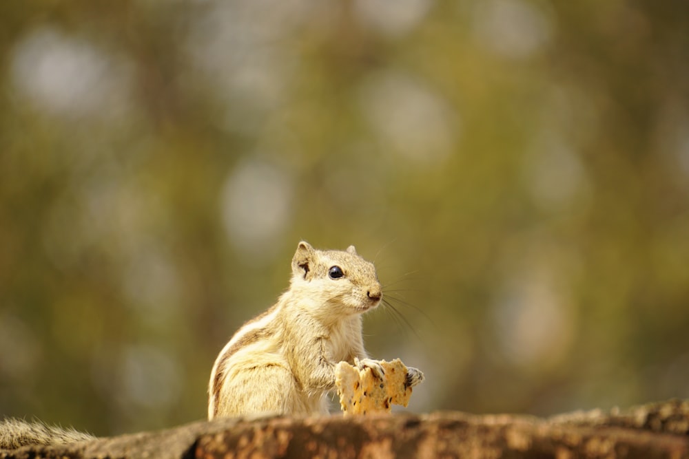 a squirrel on a log