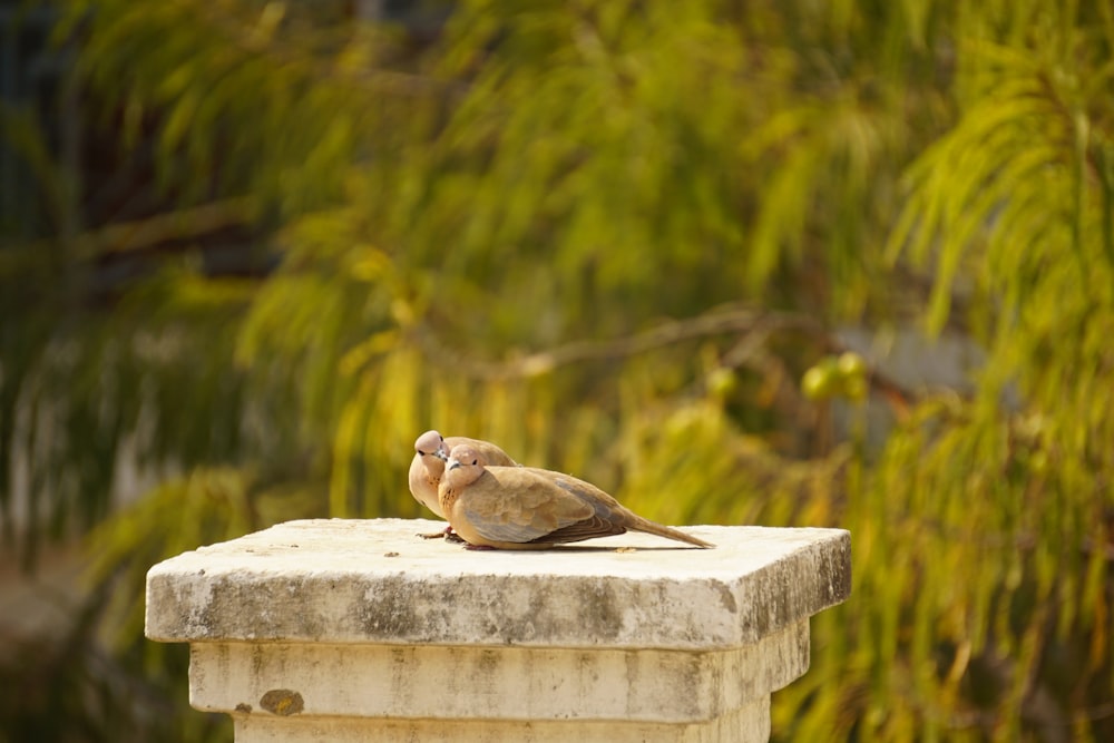 a couple of birds sitting on a bird bath