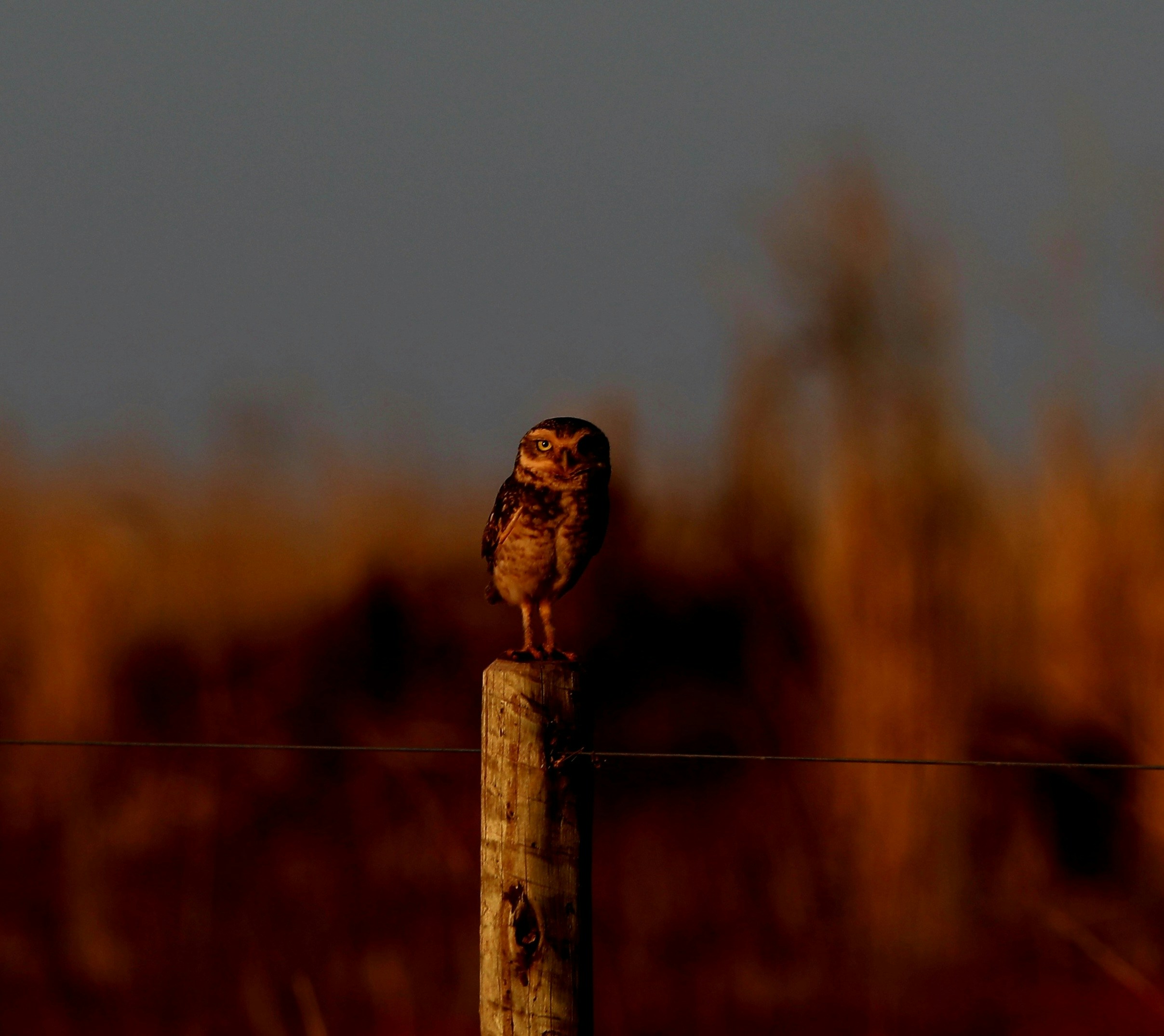 Photo by marcusdallcol