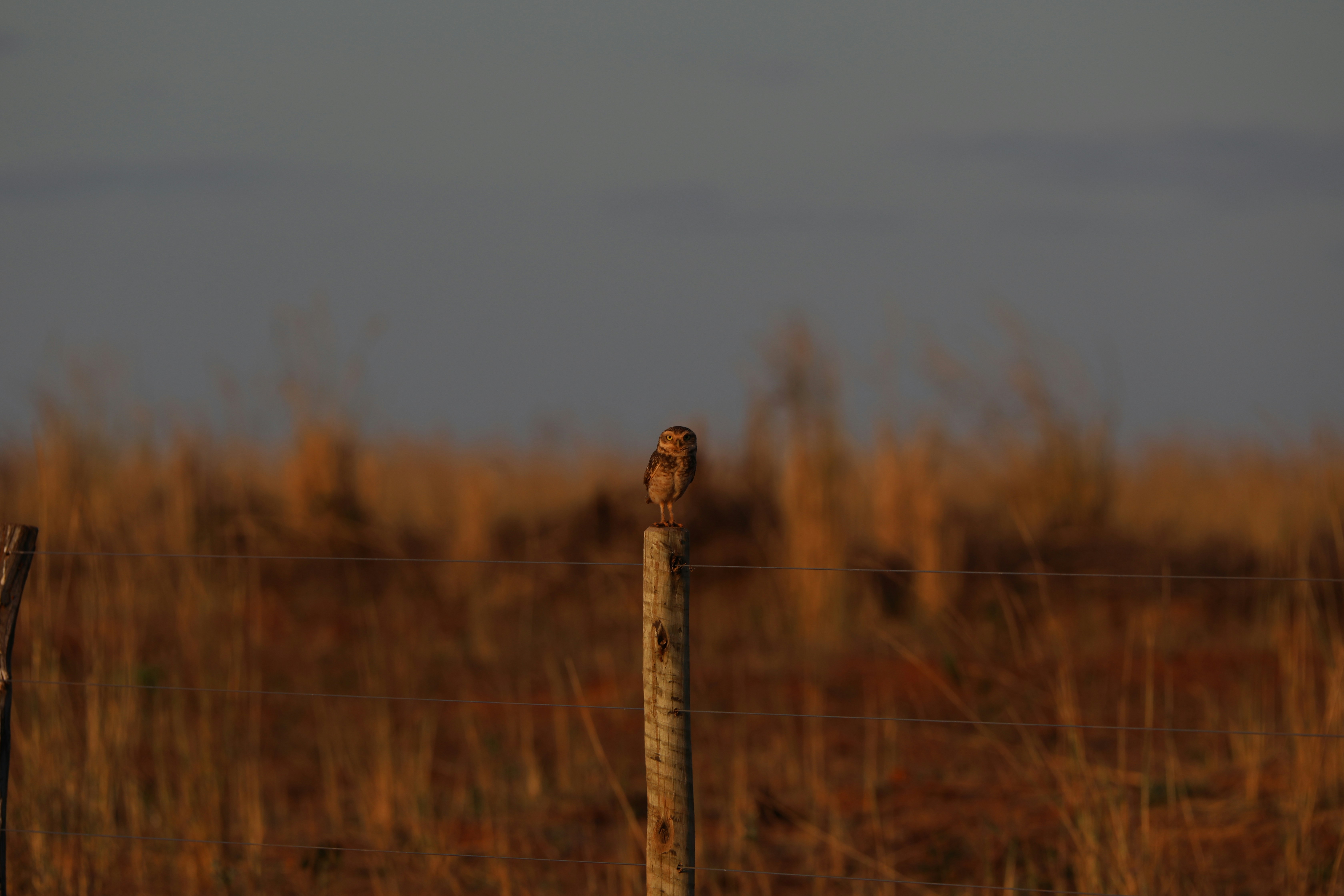 Photo by marcusdallcol