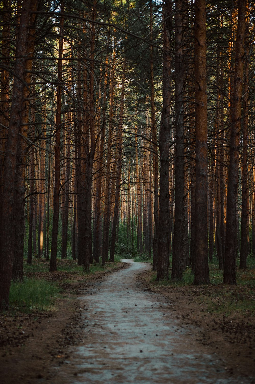 a dirt road in a forest