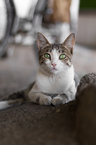 a cat sitting on the ground
