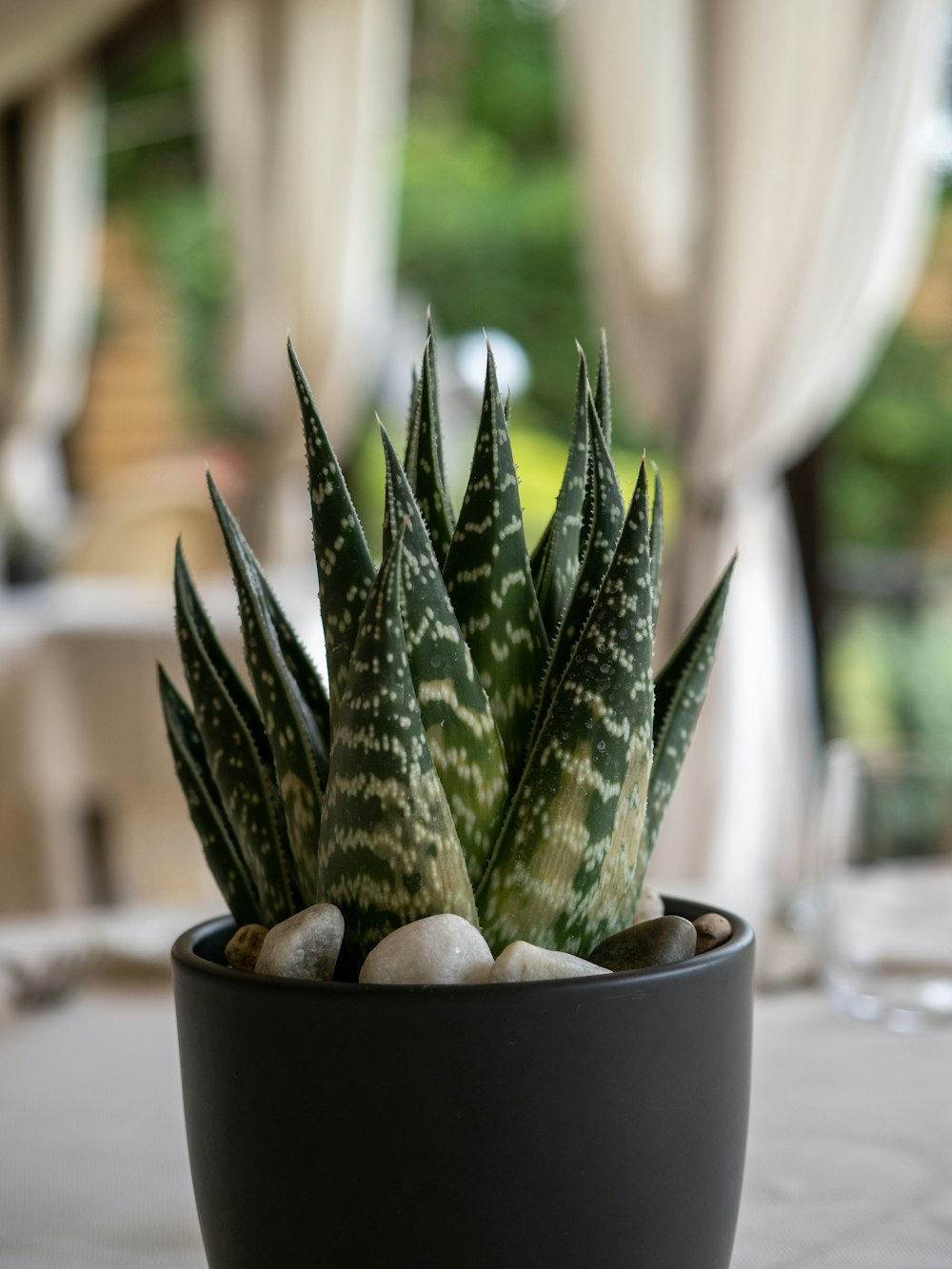 a potted cactus in a room