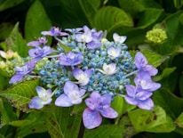 A close-up of a beautiful hydrangea flower.
