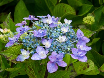 A close-up of a beautiful hydrangea flower.