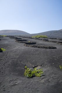 A landscape featuring dark volcanic soil with organized stone circles and green plants growing within them. The background includes gentle slopes of hills under a clear blue sky.