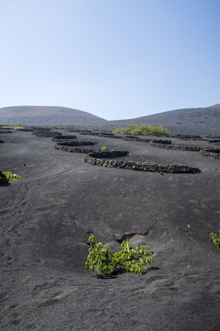 A landscape featuring dark volcanic soil with organized stone circles and green plants growing within them. The background includes gentle slopes of hills under a clear blue sky.
