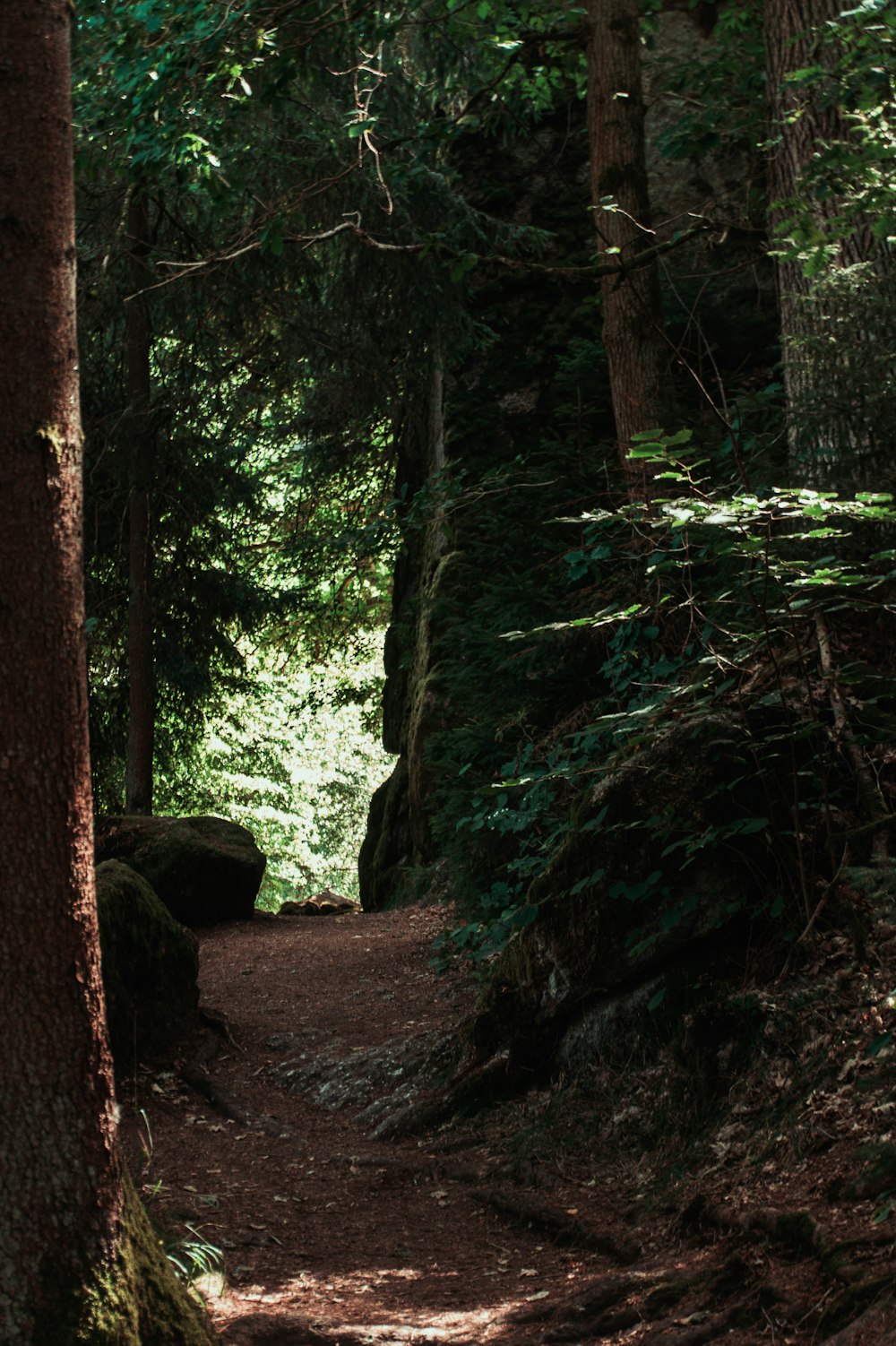 a path through a forest
