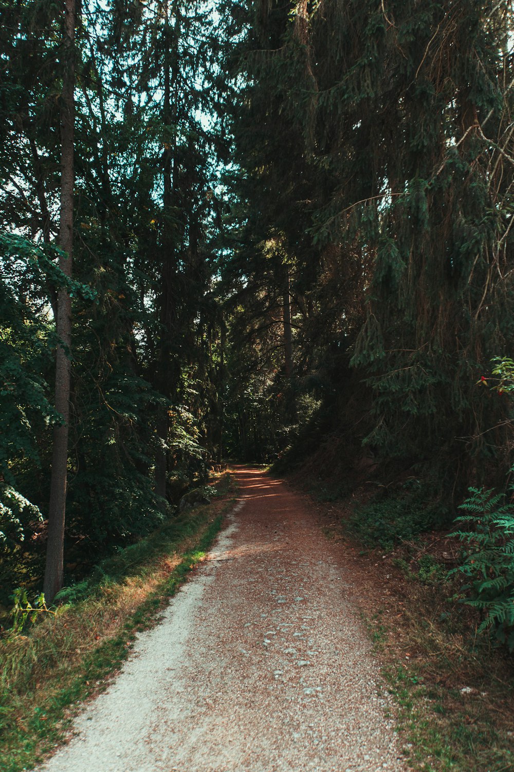 a dirt road in a forest