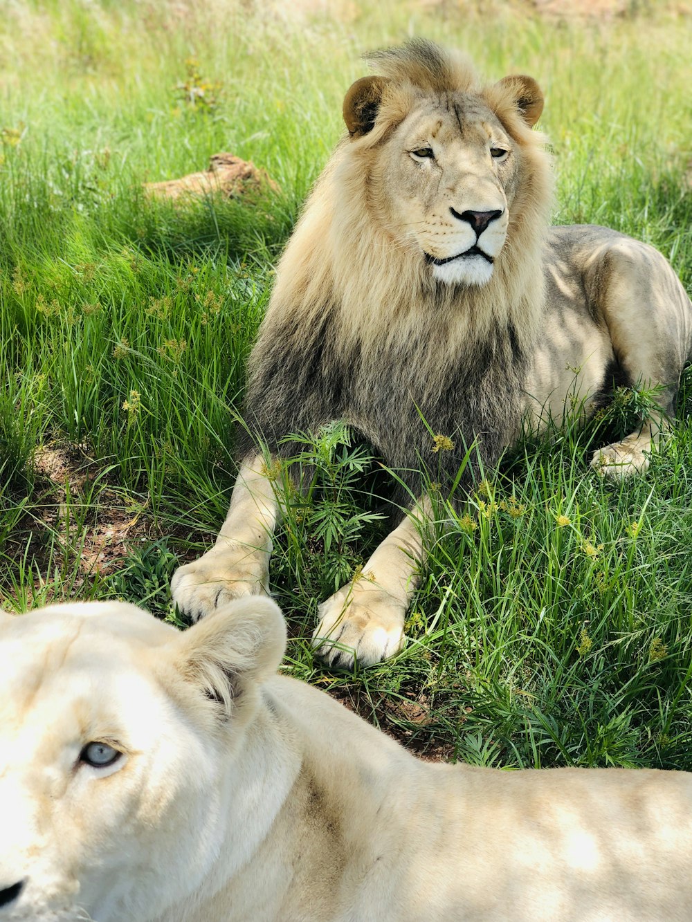 a lion and a lioness lying in the grass