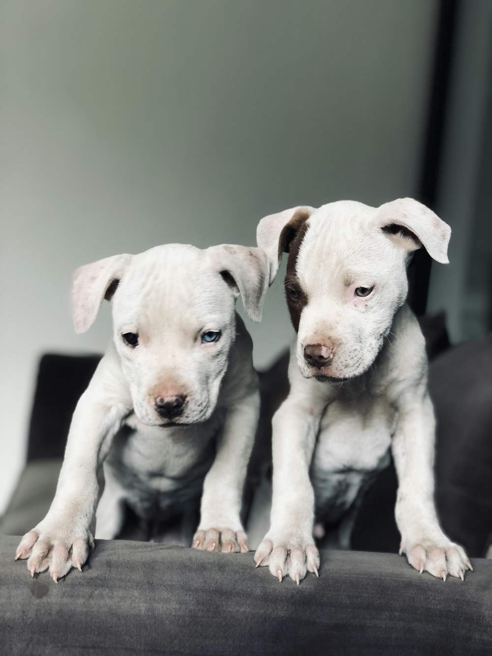 two white puppies sitting on a black surface