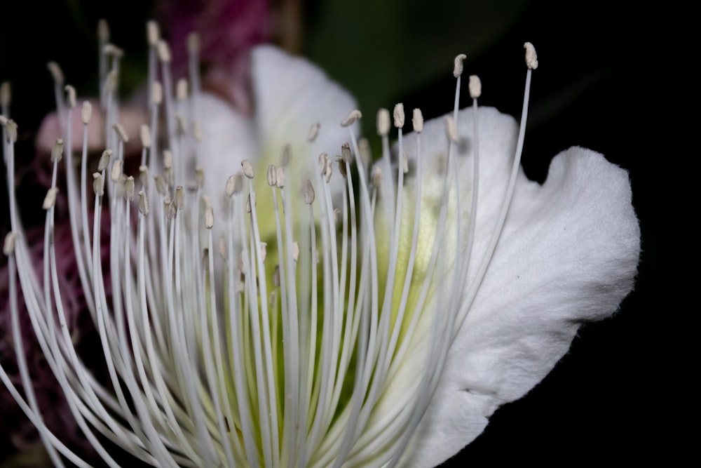 a close up of a white flower