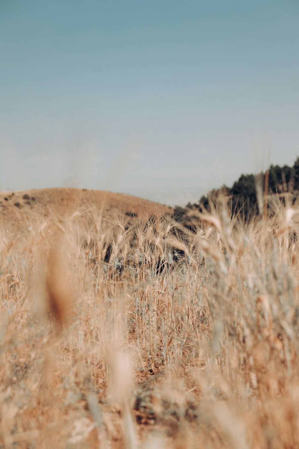 a field of wheat