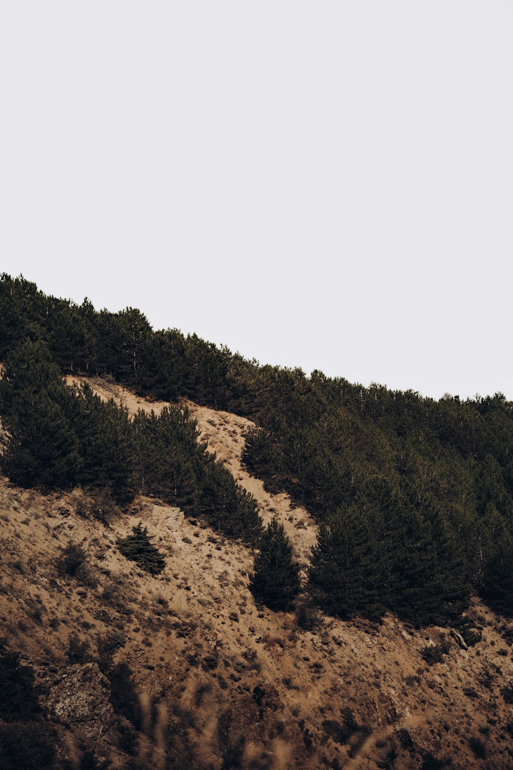 a hill with trees on it