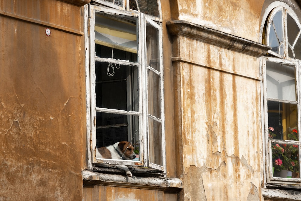 a dog sits in a window