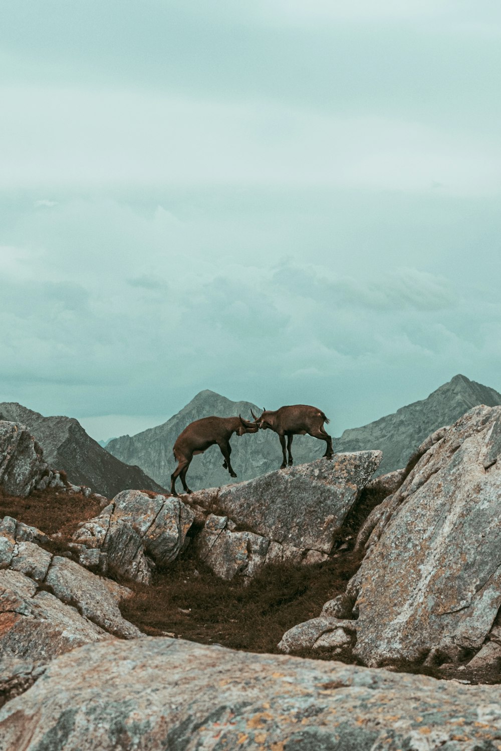 a couple of goats on a rocky hillside